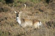 01DD2098 Fallow deer Copyright Mike Read